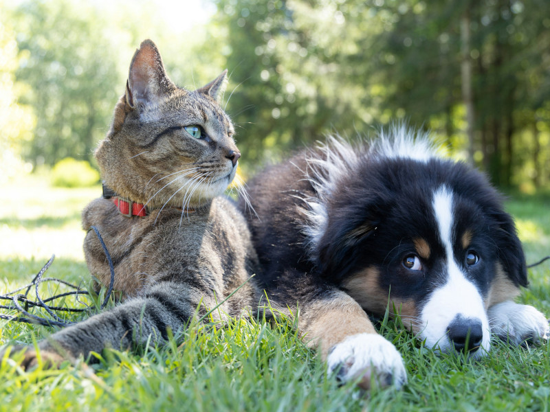 Piante che Possono Essere Velenose per Cani e Gatti